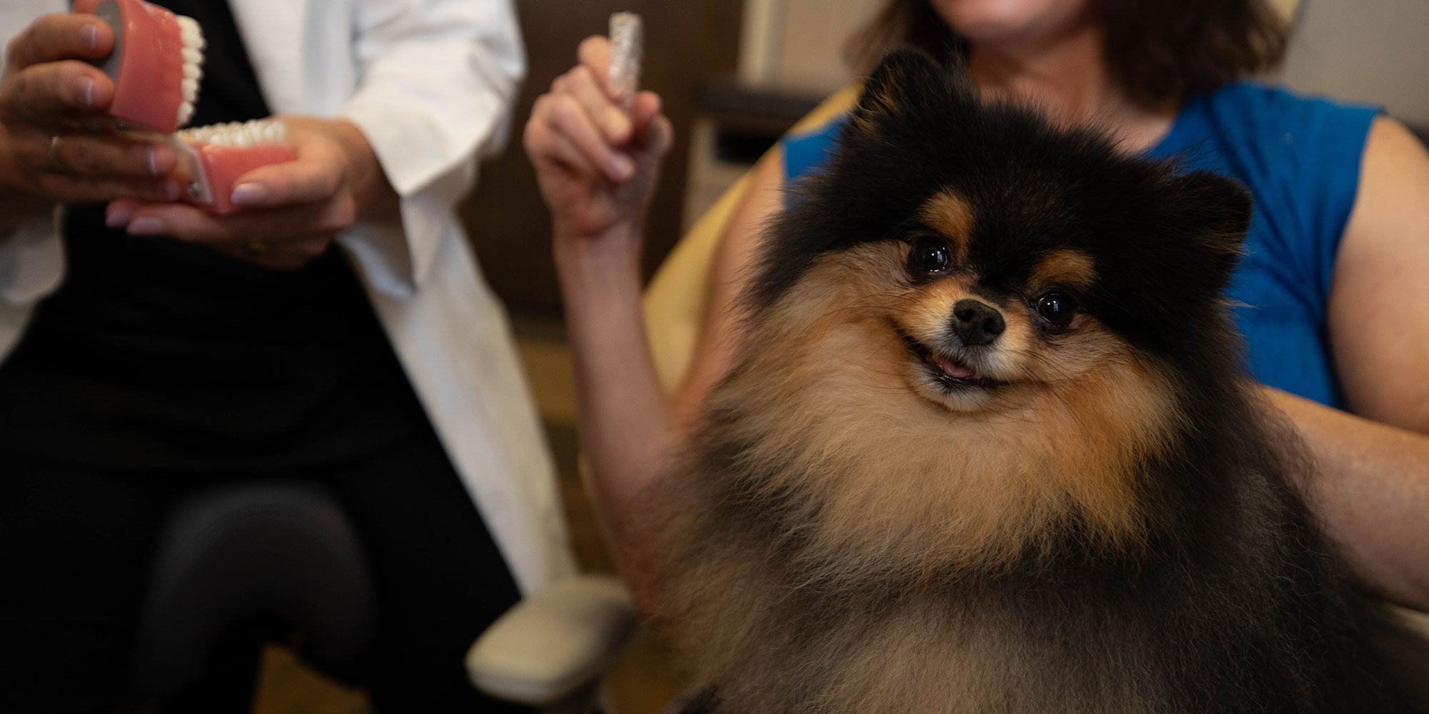 close up of canine companion within the dental center the Toothery