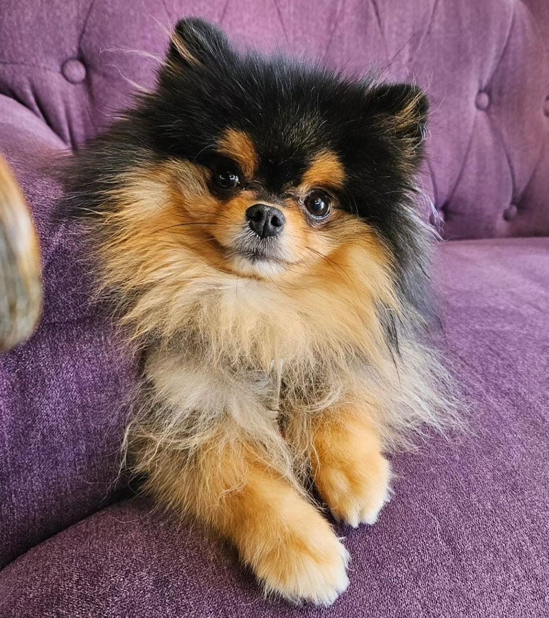 Bear, a Toothery therapy dog