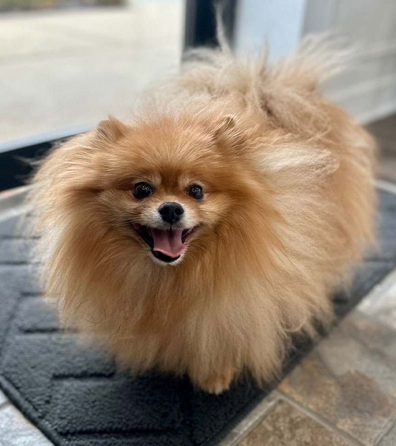 Quinn, a Toothery therapy dog