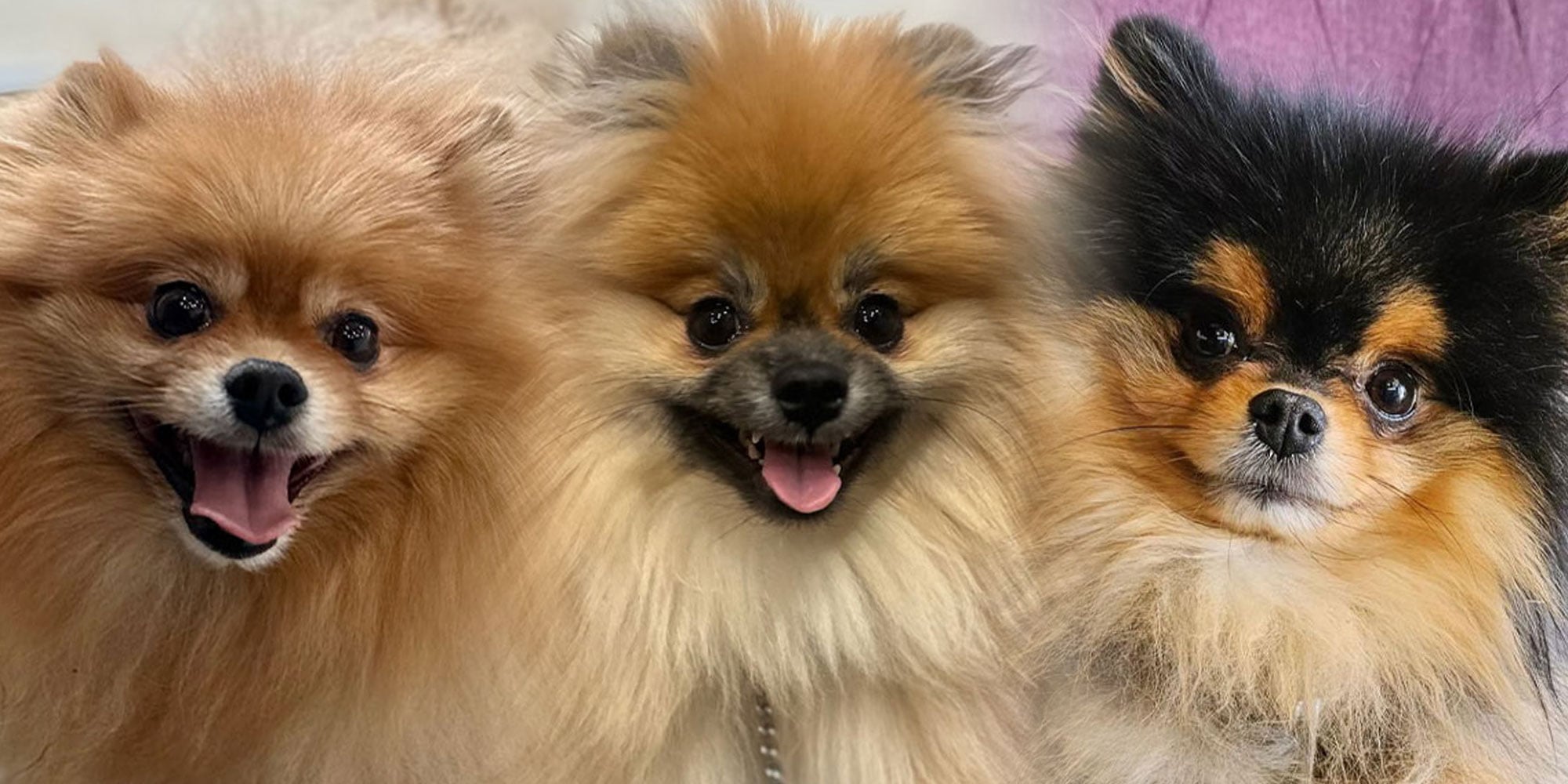 The Toothery's three therapy dogs