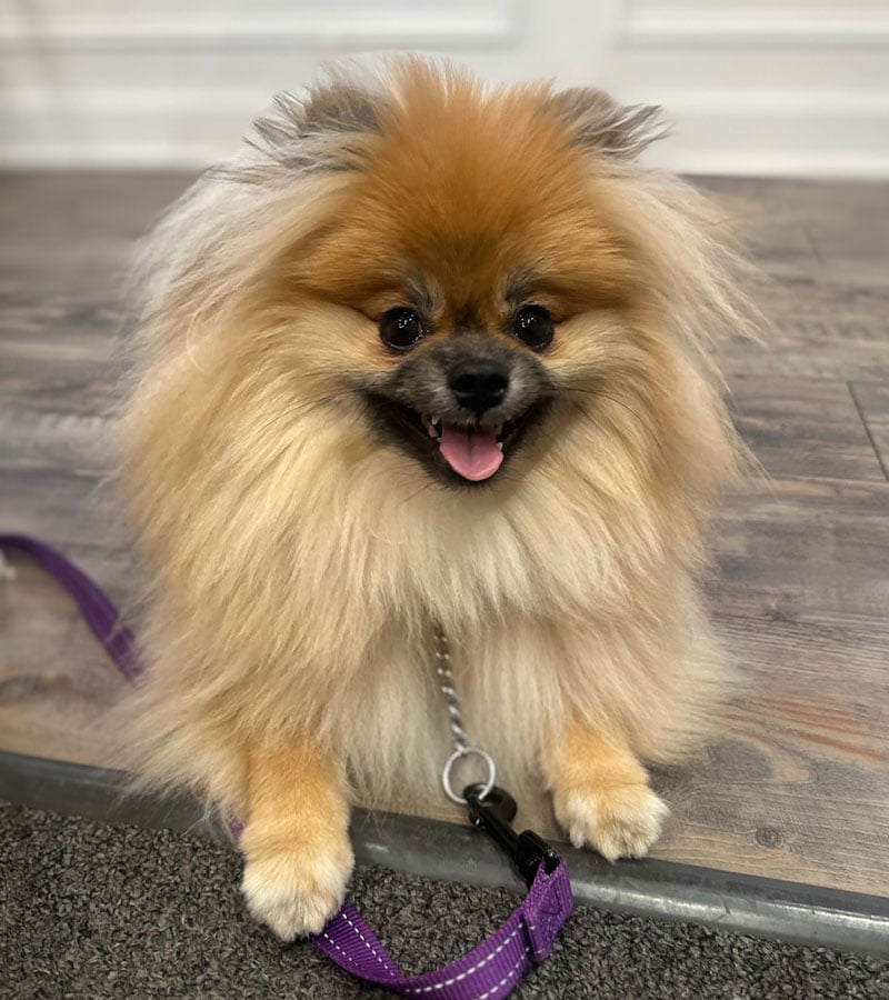 Theo, a Toothery therapy dog