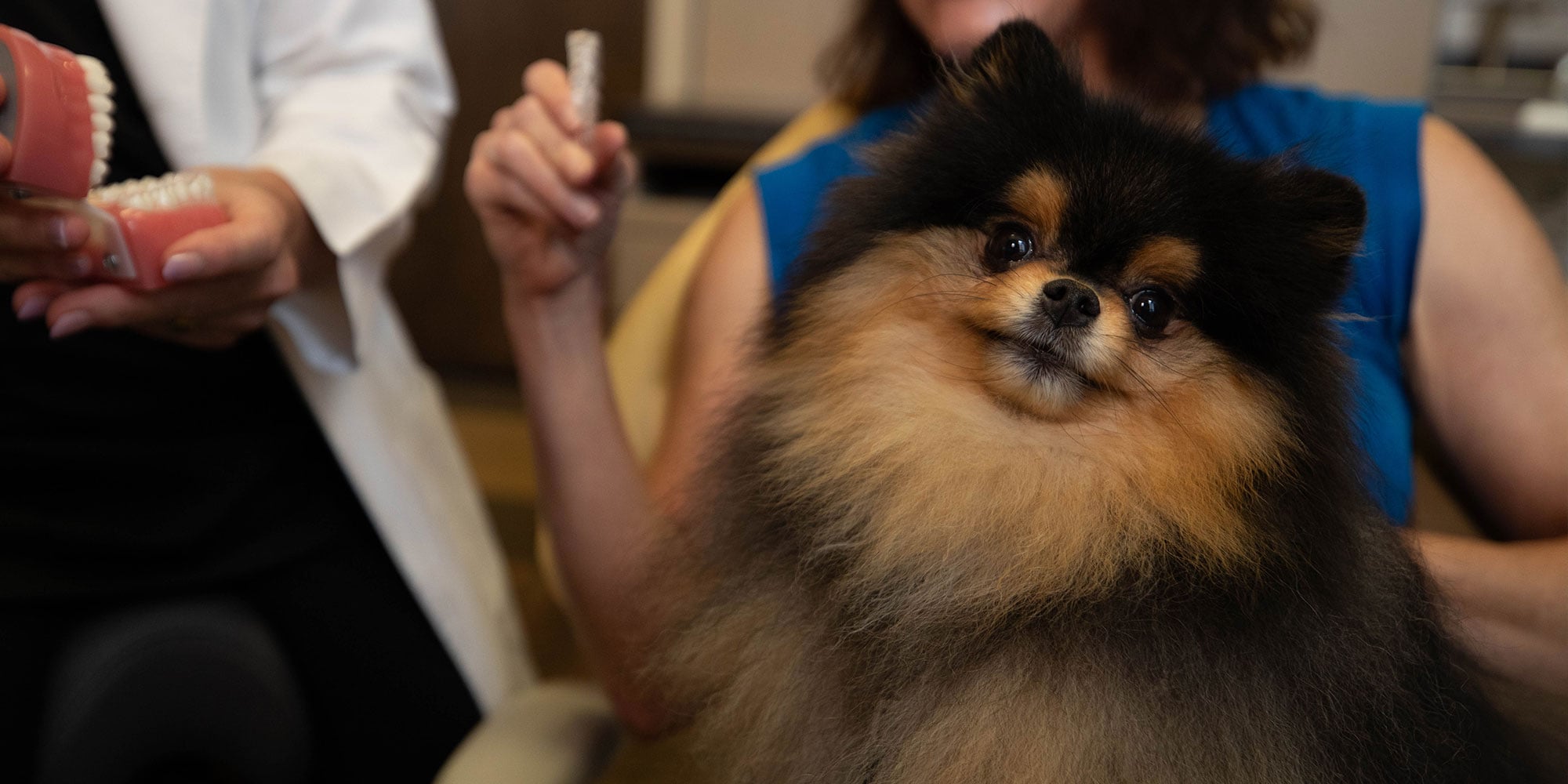 A Toothery therapy dog during a dental visit